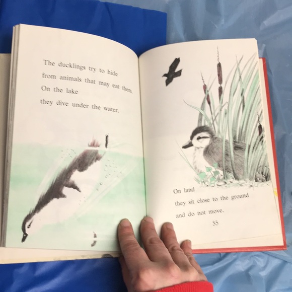 “A Nest of Wood Ducks” by Evelyn Shaw hardback - Picture 15 of 16